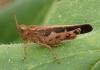 Aiolopus strepens